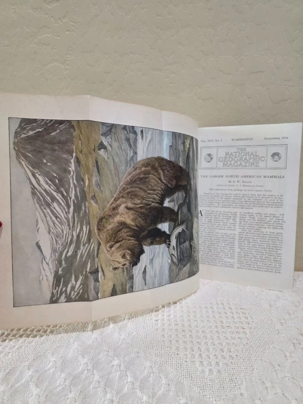 1916 National Geographic November Larger North American Mammals Vol 30 No 5